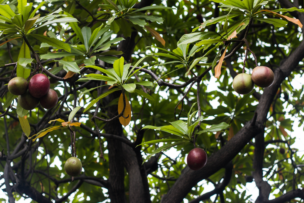 Pohon bintaro | @Bagus upc Shutterstock
