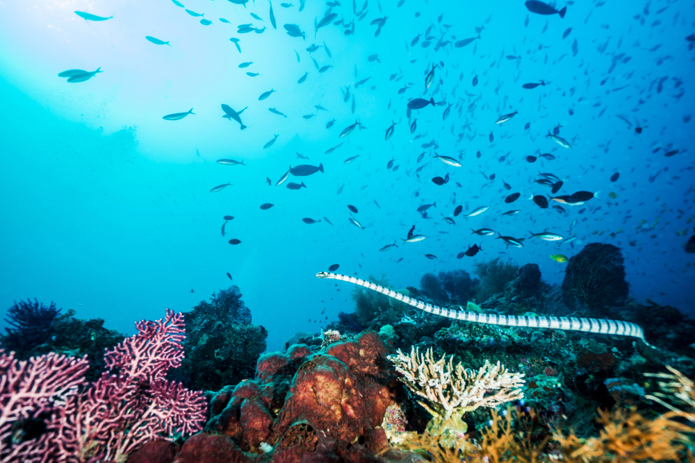 Laut | @Rich Carey Shutterstock