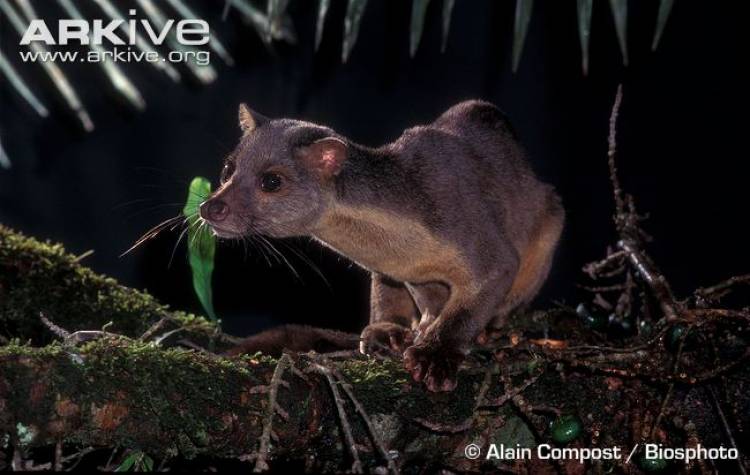 Musang sulawesi