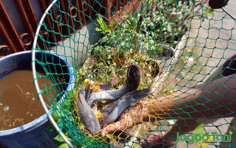 Panen ikan hasil budikdamber