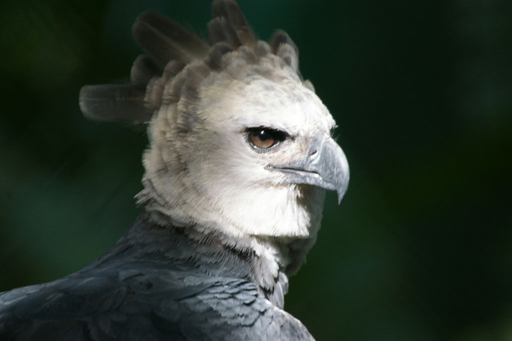 Elang harpy | wikimedia commons
