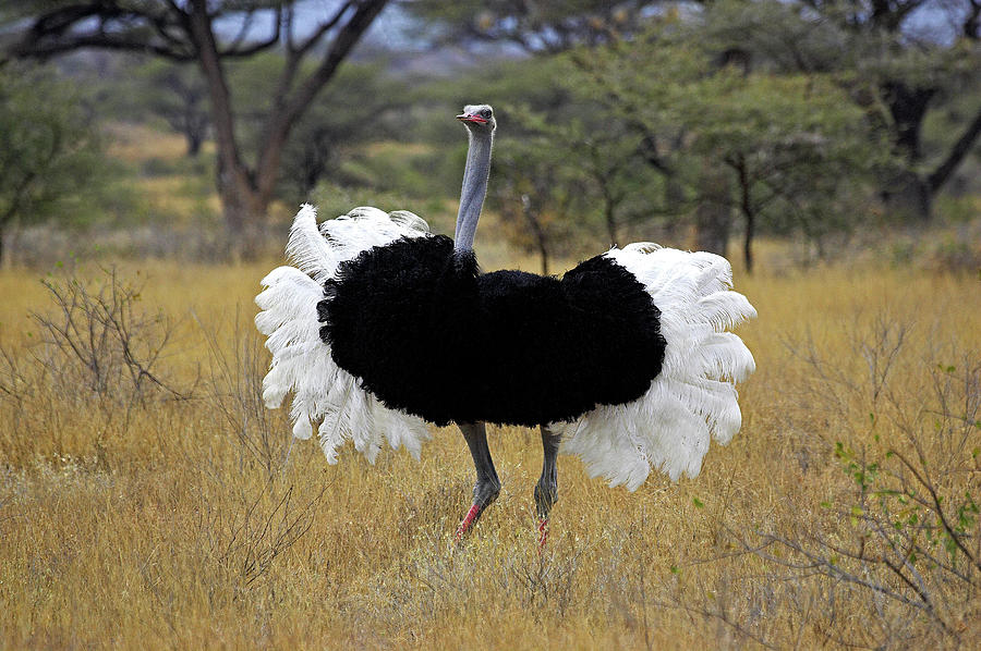 Burung unta | fine arts America