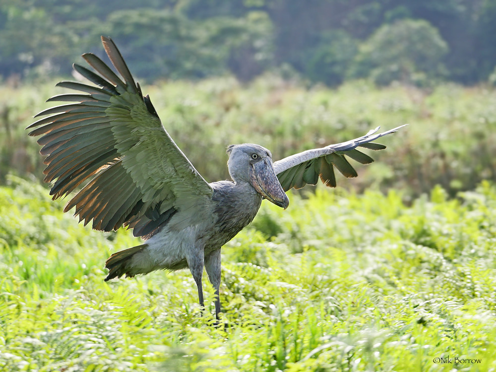 Shoebill | Flicker.com