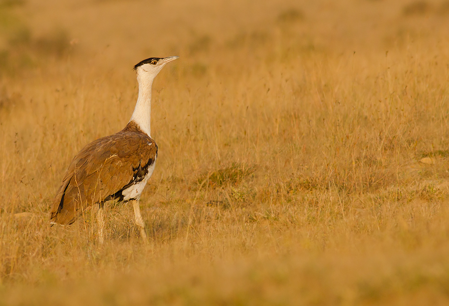 Great bustard | wikimedia commons