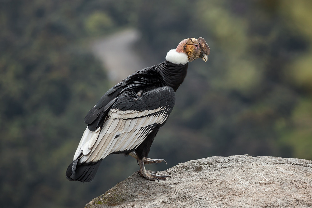 Kondor Andes | Flickr