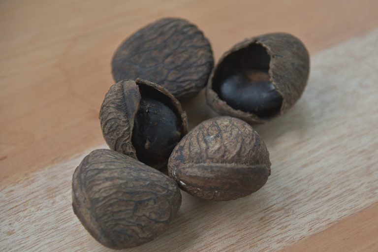 Buah pangi yang bisa membuat mabuk kepayang. Foto: Shutterstock