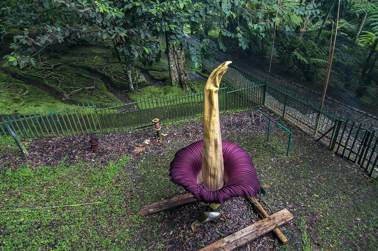 Kebun Raya Cibodas | Wikimedia Commons