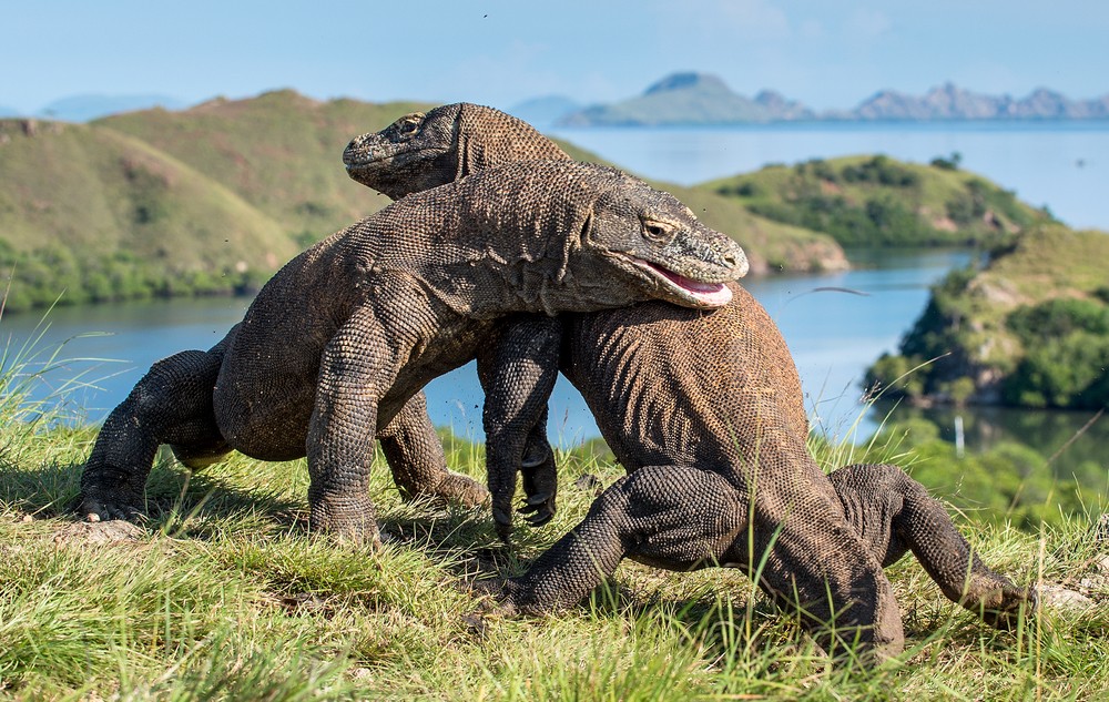 Komodo | @Sergey Uryadnikov Shutterstock