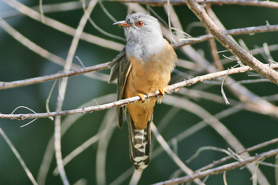Wiwik Kelabu | Wikimedia Commons