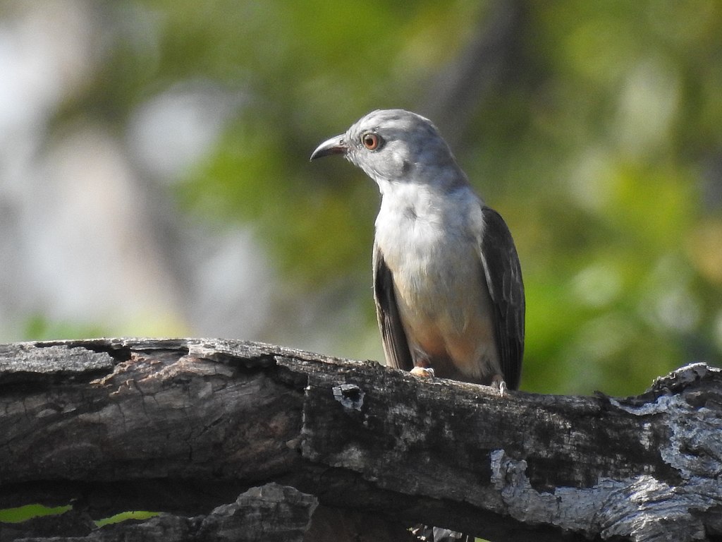 Wiwik Kelabu | Wikimedia Commons