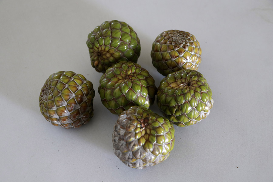 Dulu, buah rumbia merupakan favorit masyarakat. Tidak hanya dijadikan rujak, bisa juga dimakan langsung dengan garam. Foto: Junaidi Hanafiah