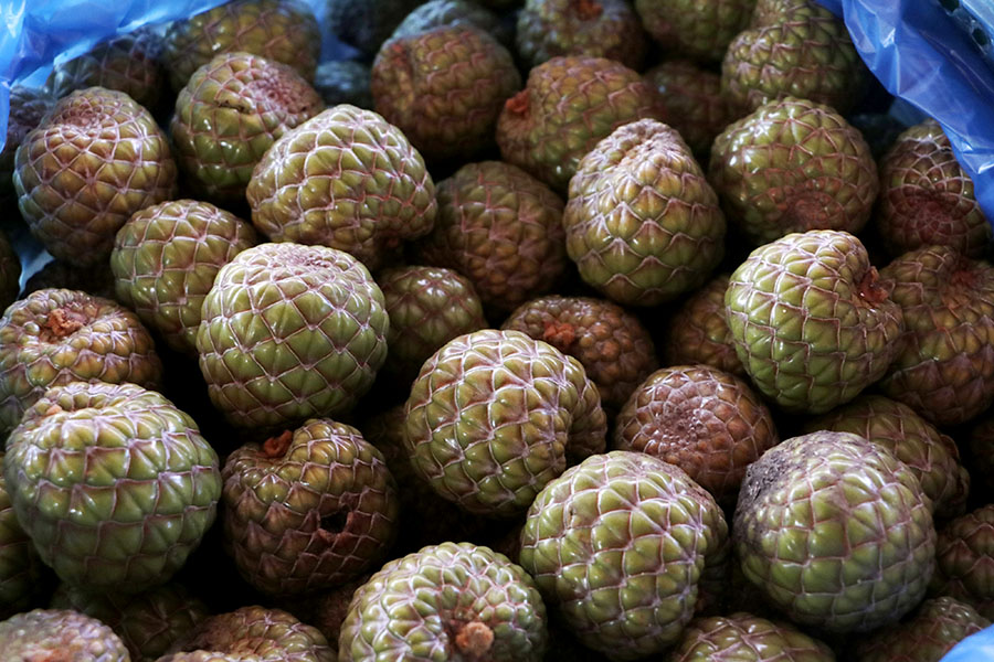 Kini untuk mendapatkan buah rumbia semakin sulit. Foto: Junaidi Hanafiah