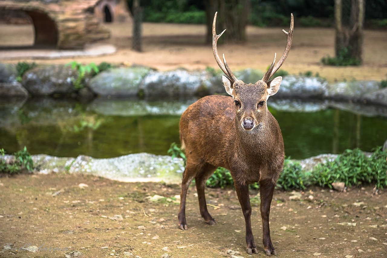 Rusa Bawean | Wikimedia Commons