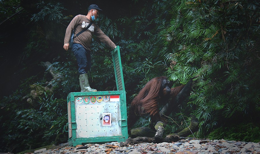 Pelepasliaran orang utan