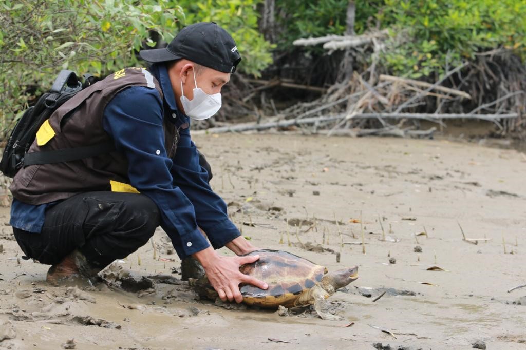 Tuntong Laut yang dilepasliarkan