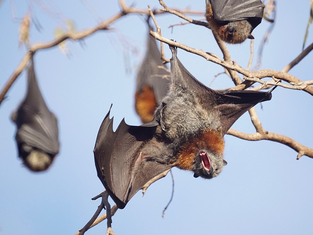 Kelelawar buah | Wikimedia Commons