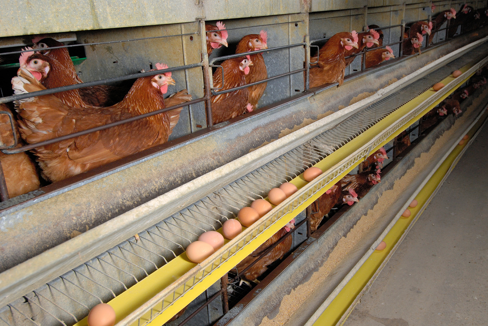 praktik kandang baterai