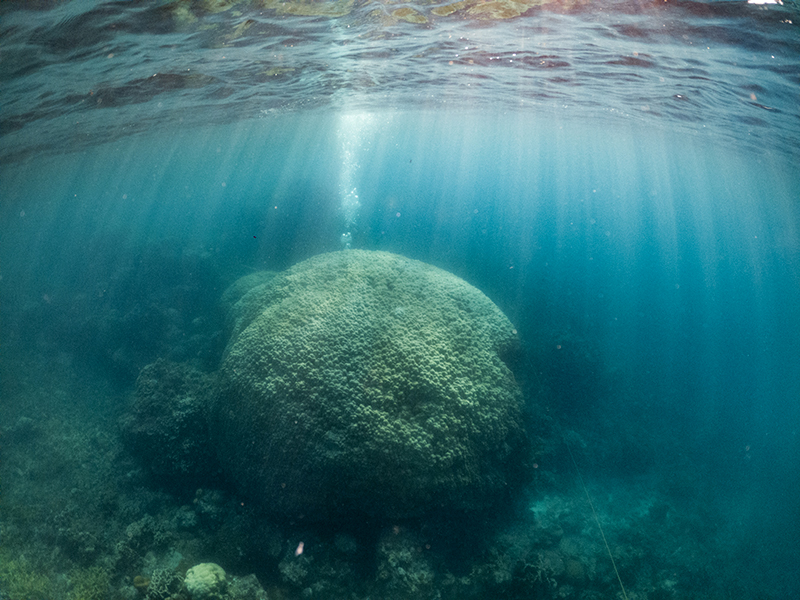 Karang dari Genus Porites di sekitar perairan Pulau Gelasa. Foto: Nopri Ismi