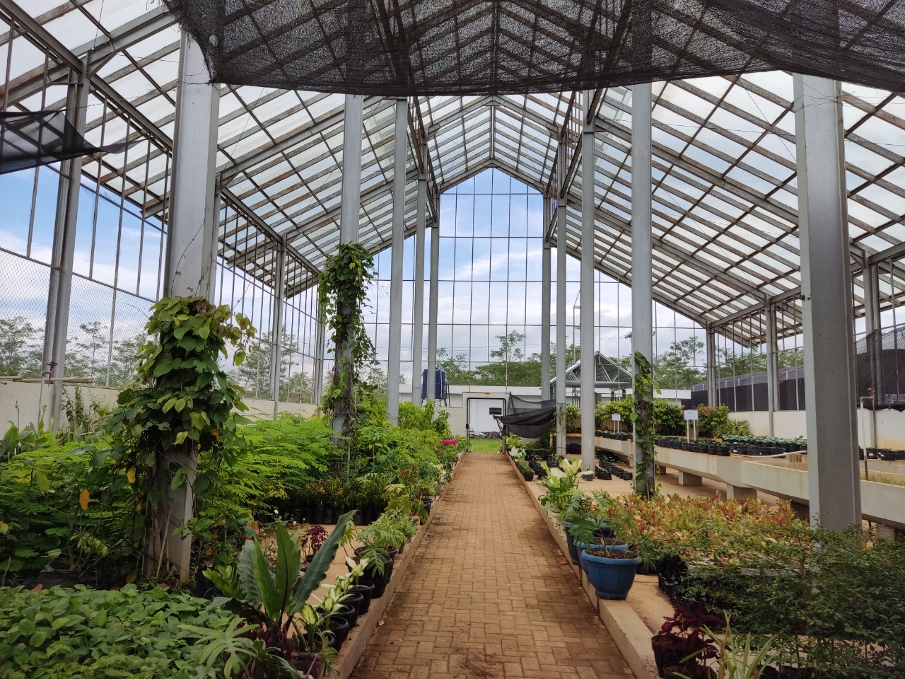 gambar foto koleksi kebun raya ITERA