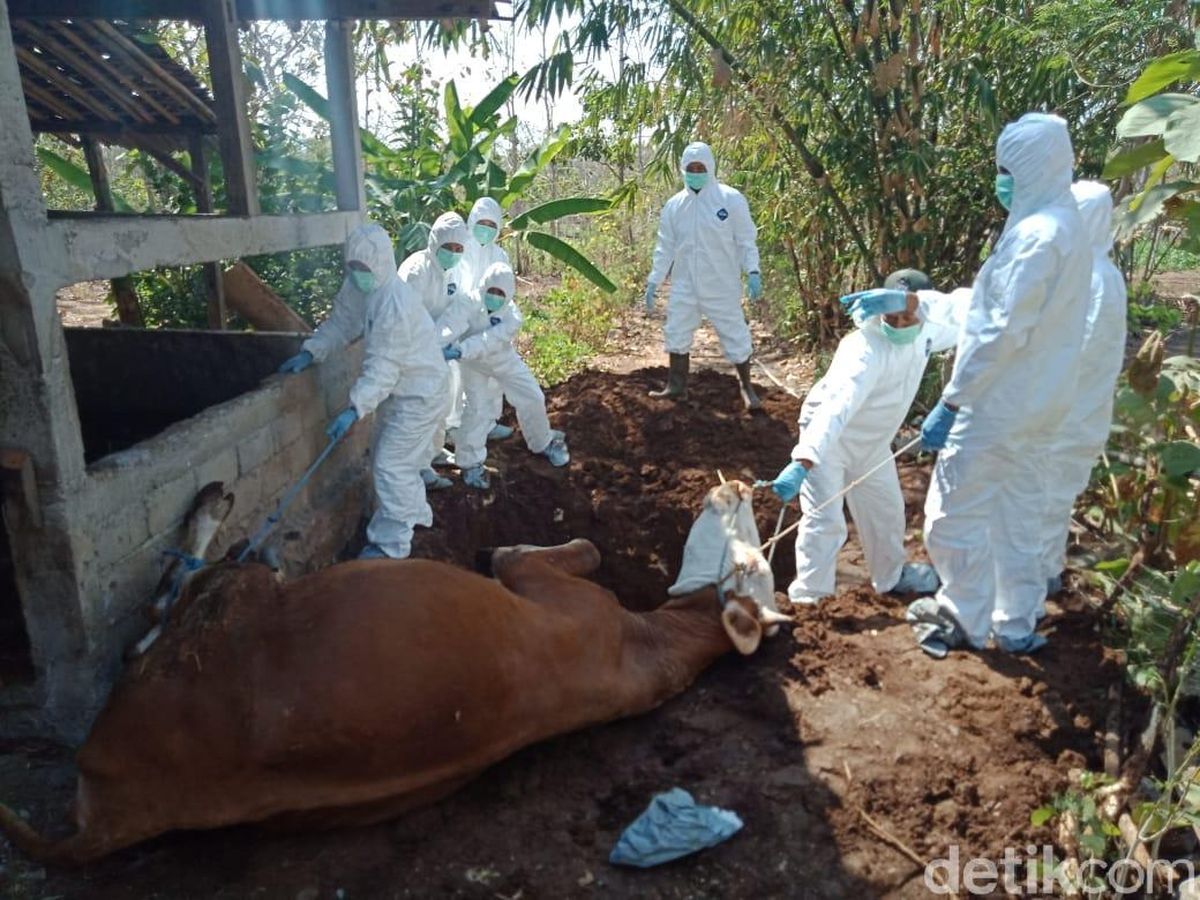 Sapi korban penyakit antraks