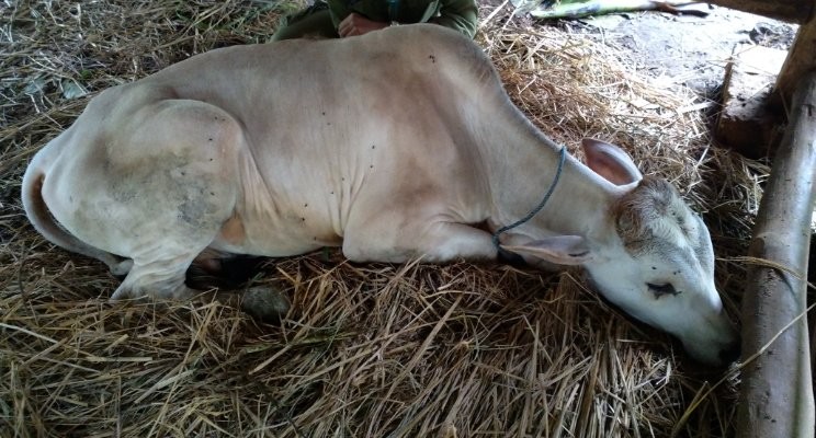 Sapi yang terinfeksi BEF