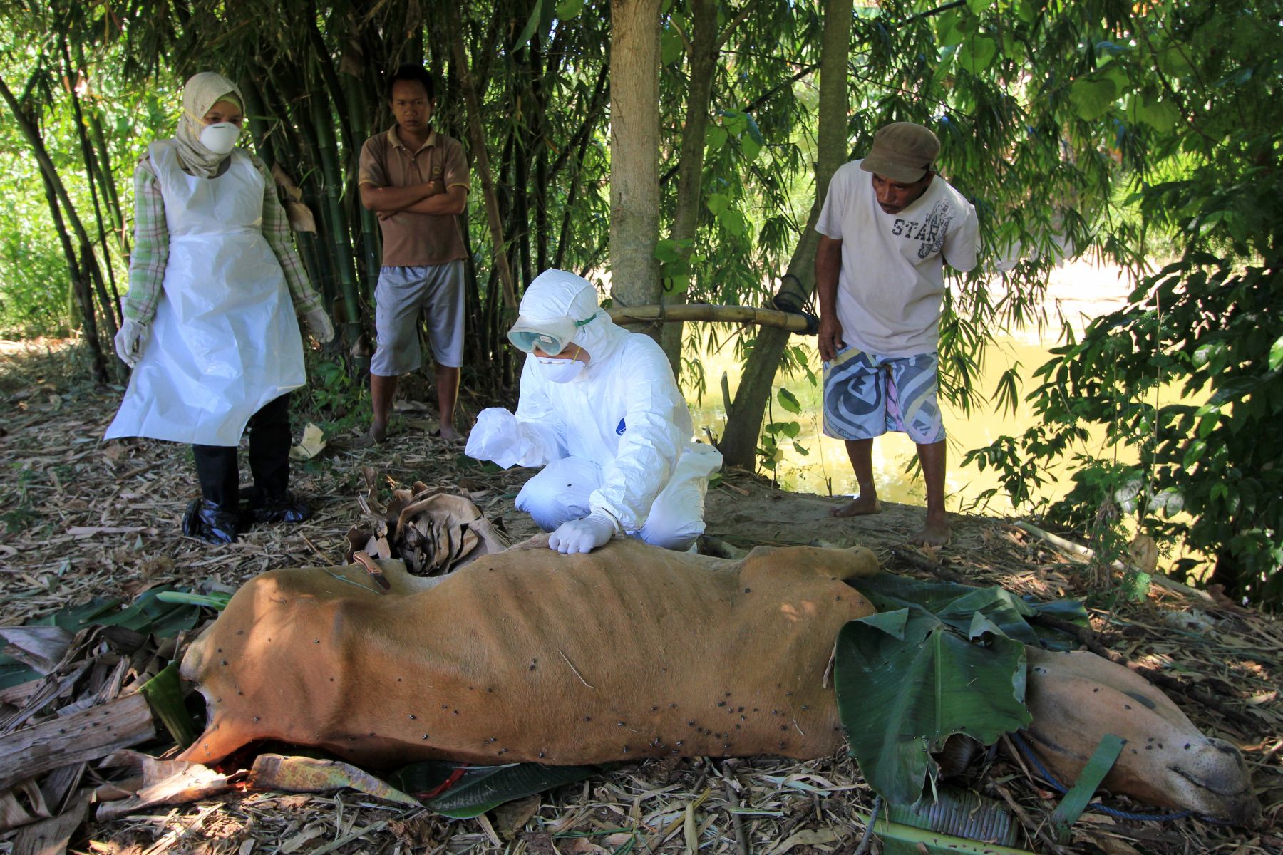 Sapi yang mati akibat penyakit jembrana