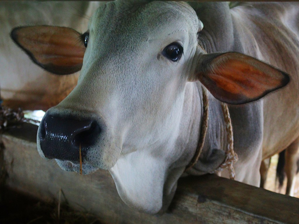 Sapi | Wikimedia Commons