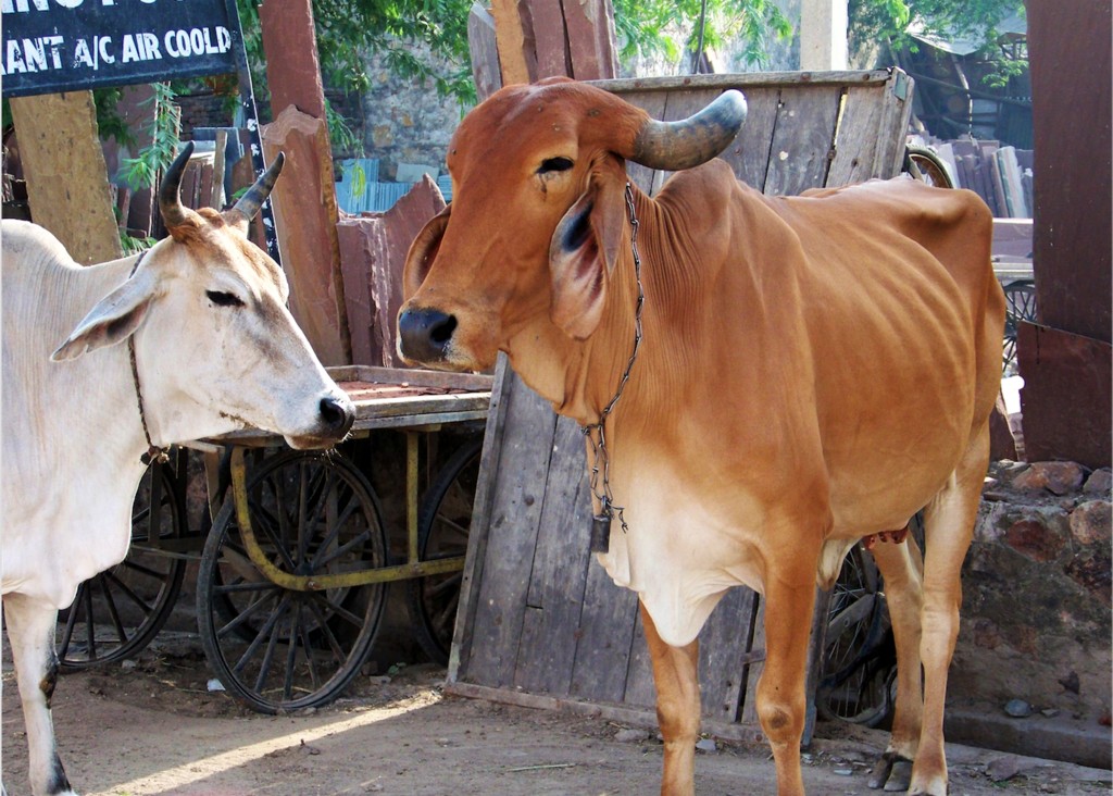 Sapi | Wikimedia Commons