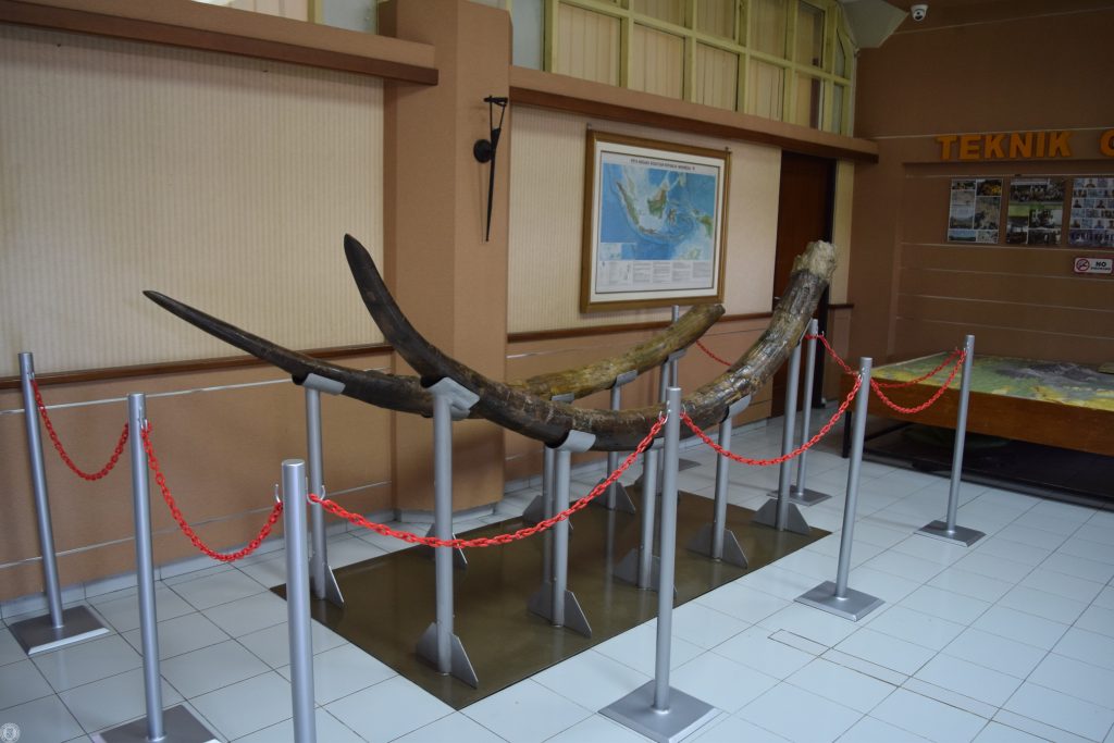 Gading stegodon