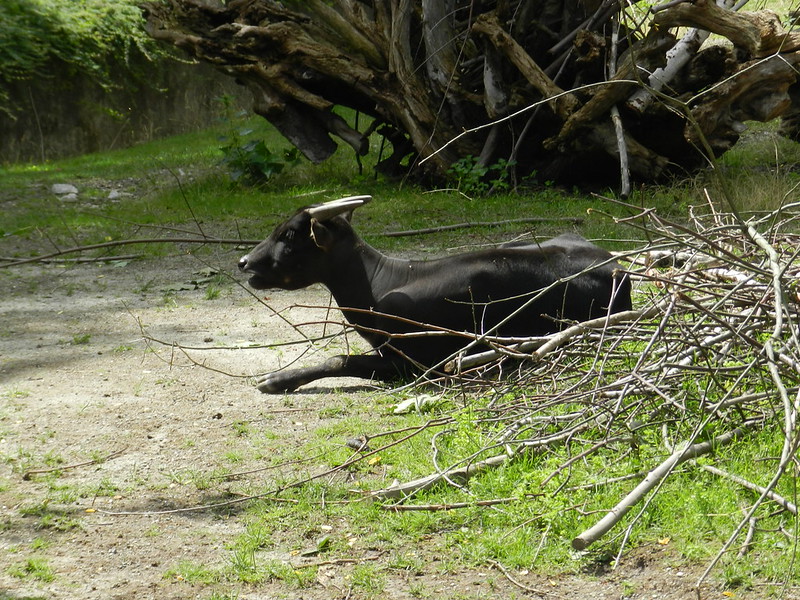 Anoa dataran rendah (Merintia/Flickr)