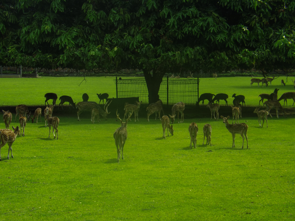 Wilayah rusa di Istana Tampaksiring
