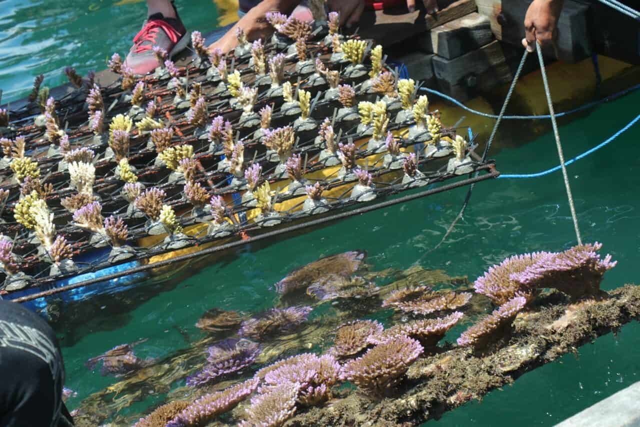 Restorasi terumbu karang | maritim.go.id