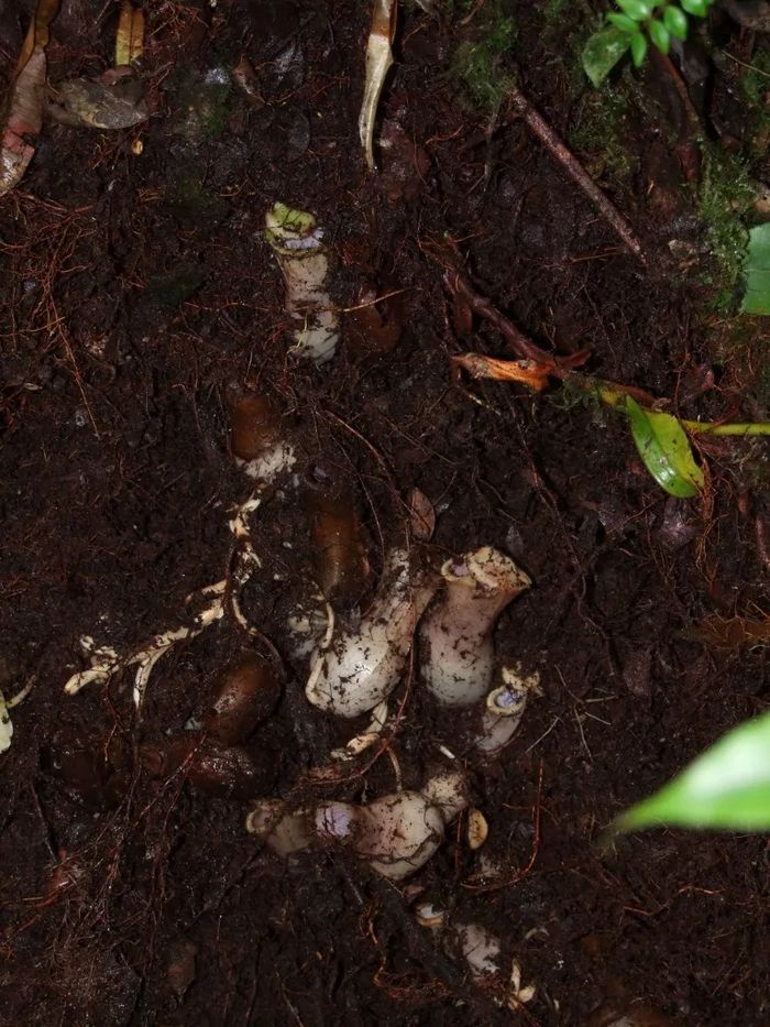 Nephentes pudica yang sembunyi di bawah tanah (Martin Dančák via phytokeys)
