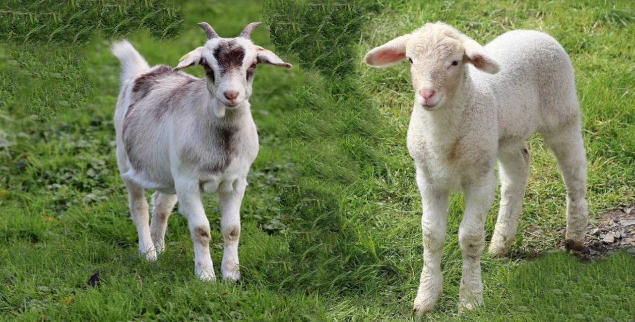 Kambing dan domba (animalcare.folio3.com)
