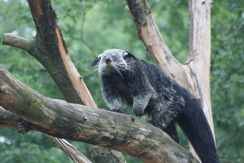 Binturong | Wikimedia Commons