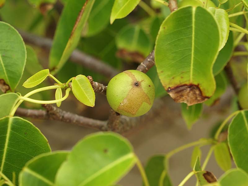  Inilah tanaman beracun manchineel. Foto: Wikimedia Commons/Hans Hillewaert/CC BY-SA 3.0 