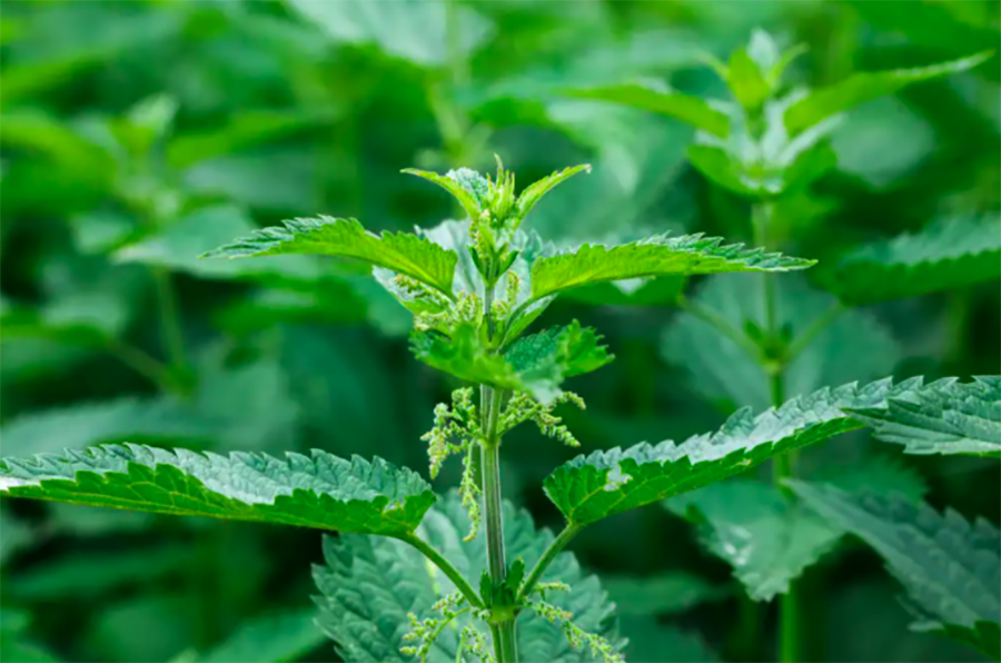 Jelatang [Urtica dioica]. Foto: nada54/Shutterstock.com