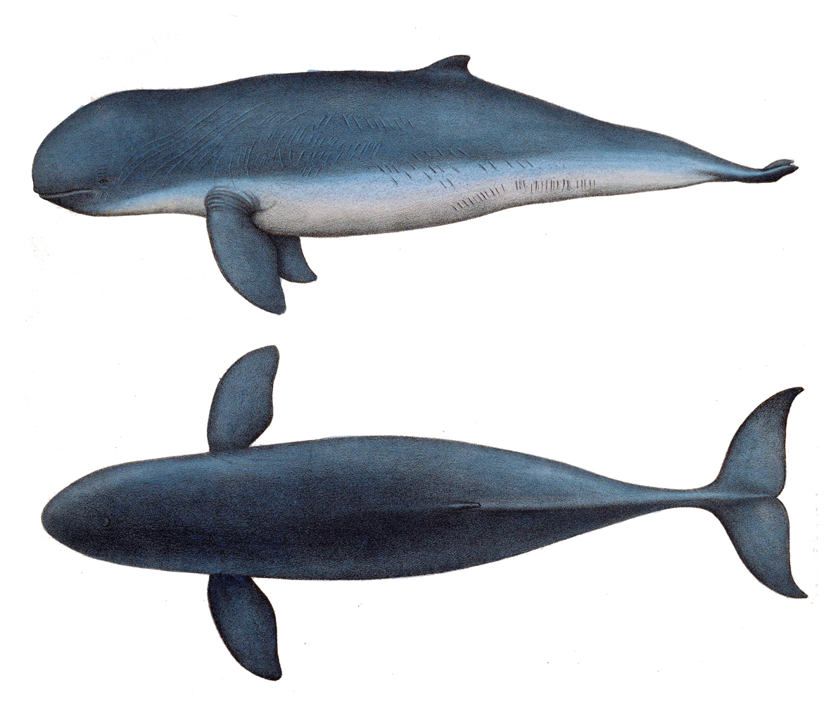 Pesut Mahakam | Wikimedia Commons