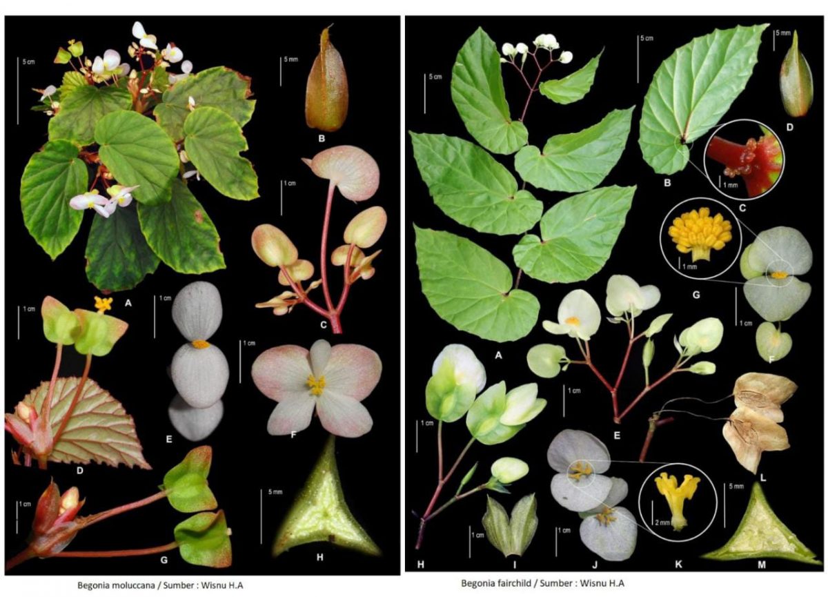 Begonia | Dok. BRIN