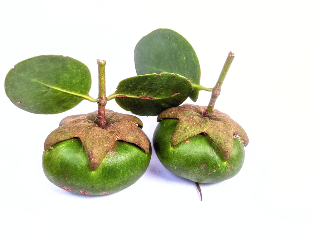 Buah mangrove bogem/pedada | Bobby Syahronanda/Shutterstock