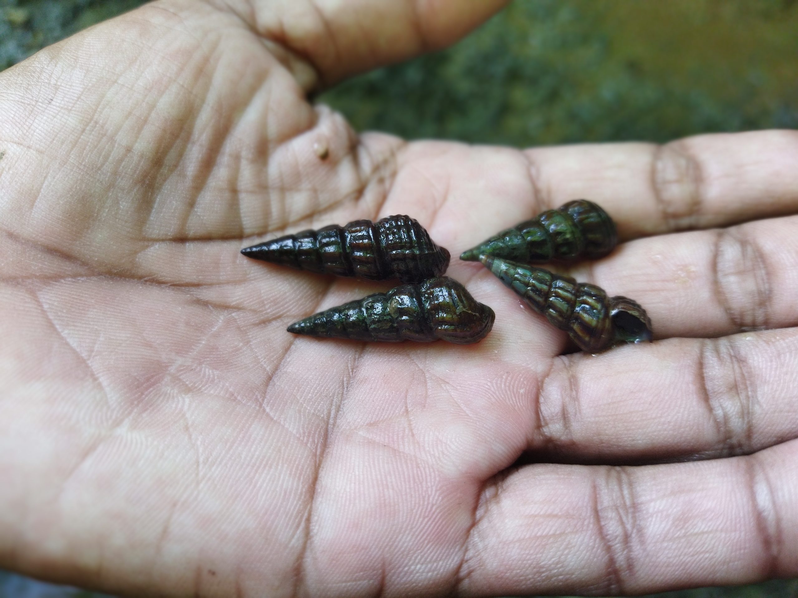 Moluska jenis Brotia sp. yang ditemukan di perairan air tawar di sekitar kawasan karst Maros Pangkep. Foto : Eko Rusdianto