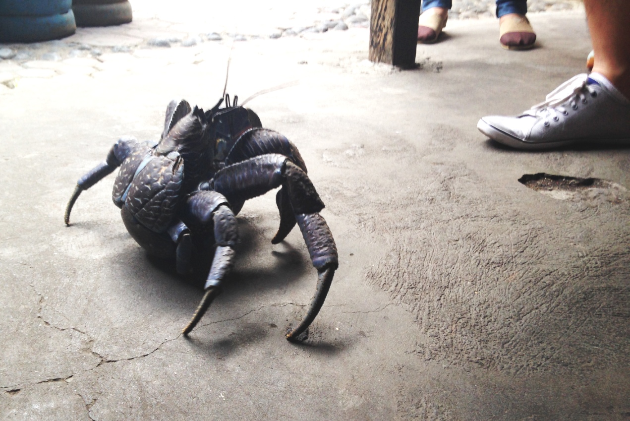 Kepiting kelapa (Birgus latro) disalah satu warung makan di kota Ternate, Maluku Utara. Kepiting ini makin langka karena perburuan. Foto : Akhyari Hananto