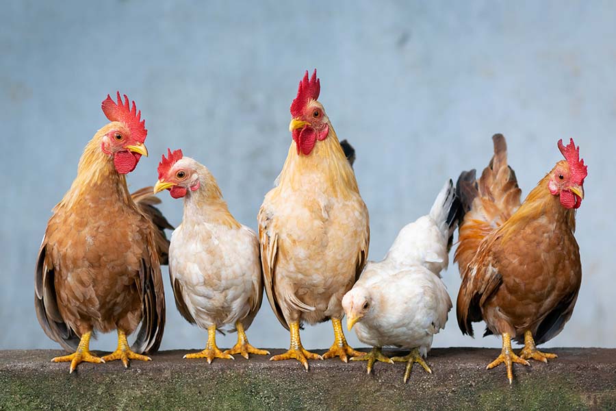Ayam yang kini dekat dengan kehidupan manusia. Foto: Pixabay/Public Domain/Danganhfoto