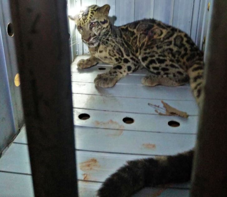 Macan dahan liar yang diamankan | Dok. BKSDA Kalsel