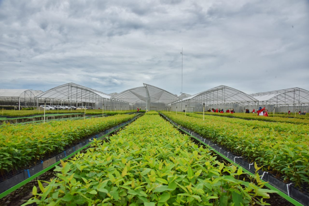 Ilustrasi bibit hortikultura | ppid.menlhk.go.id