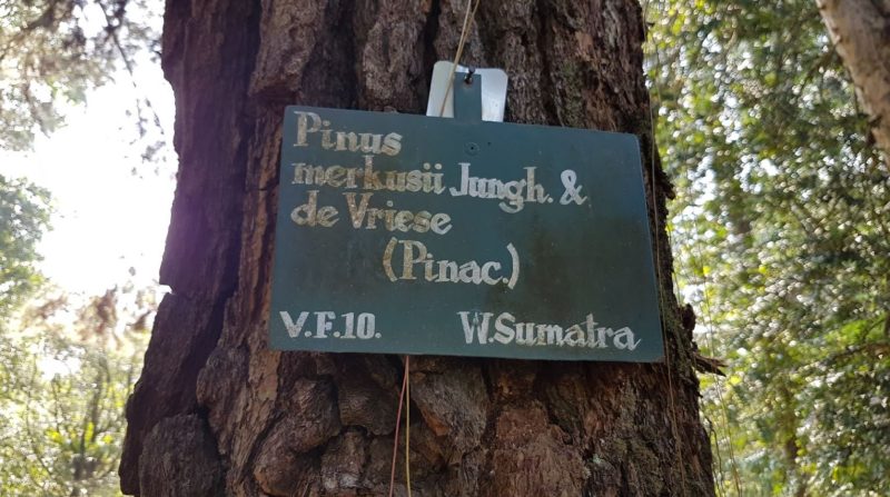 Pinus merkusii/tusam sumatra (planterandforester.com)
