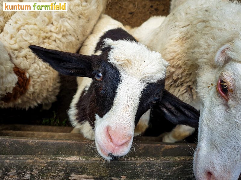 Kambing ternak (Dok. Kuntum)