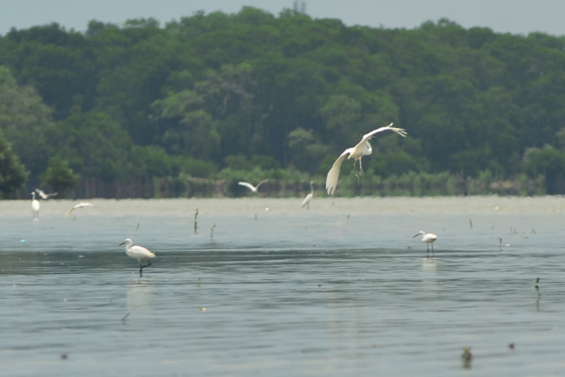 Burung-Burung Laut di Kawasan Hutan Wisata Mangrove Wonorejo Surabaya