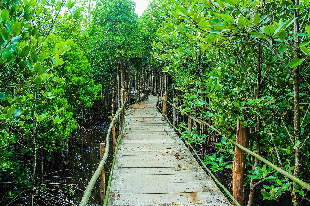 Pemandangan Hutan Wisata Wonorejo yang hijau dan asri