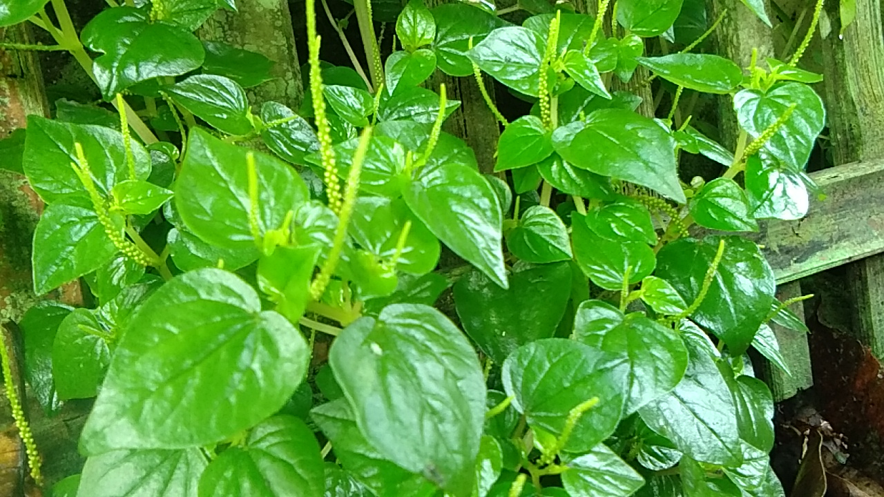 Sirih bumi atau sirih cina, sang superfood. Foto: Gafur Abdullah